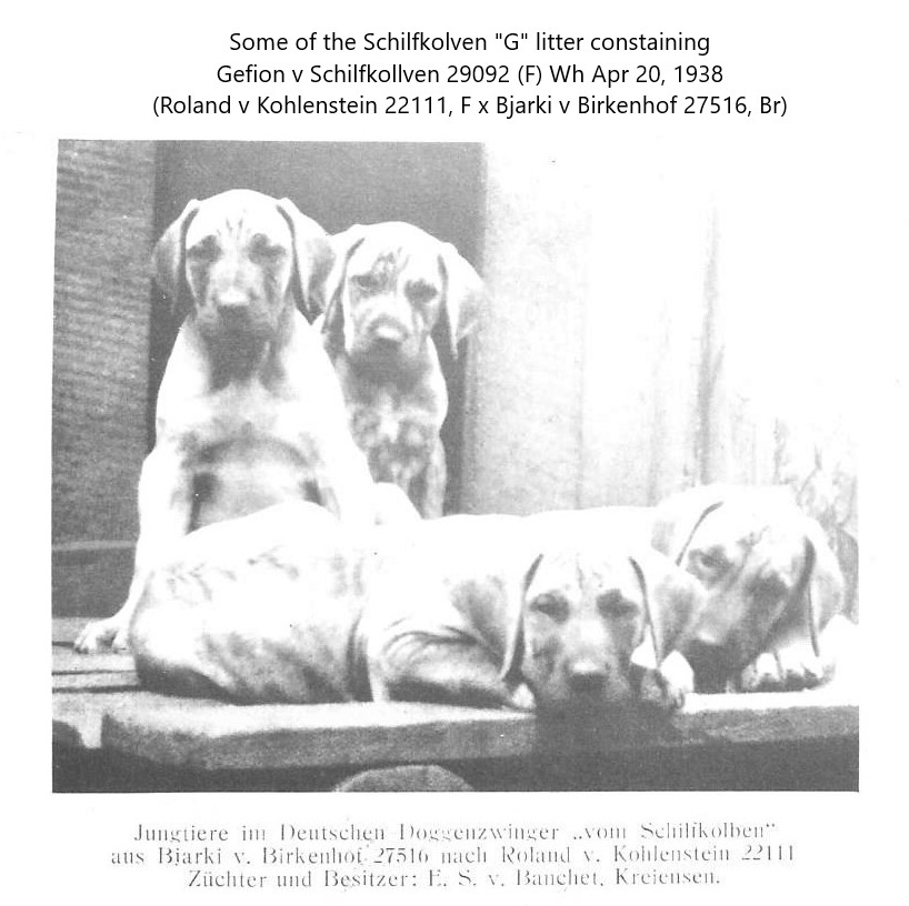 Schilfkolven G Litter